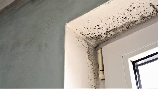 Best Attic Mold Removal  in Orida Gulf Coast University, FL