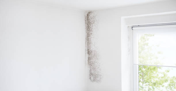 Best Water Damage & Mold Remediation  in Orida Gulf Coast University, FL