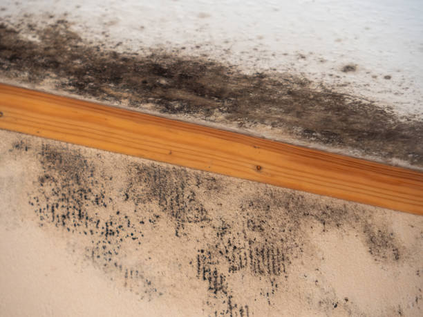 Best Post-Remediation Verification Testing  in Orida Gulf Coast University, FL