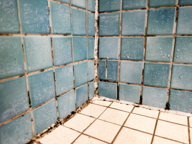  Orida Gulf Coast University, FL Mold Removal Pros