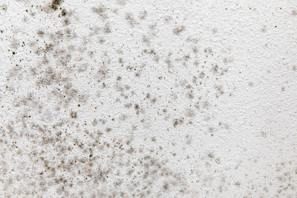 Best Emergency Mold Remediation  in Orida Gulf Coast University, FL