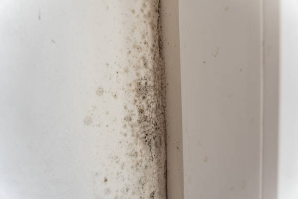 Best Dehumidification Services  in Orida Gulf Coast University, FL