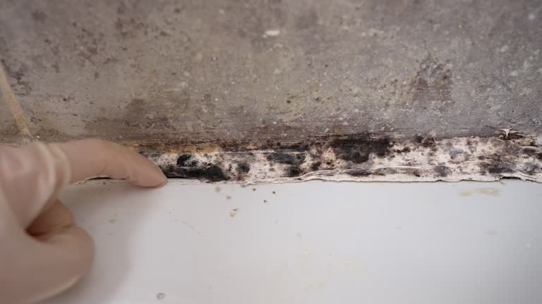 Best Crawl Space Mold Remediation  in Orida Gulf Coast University, FL